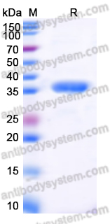 Recombinant HPV16 E7/Protein E7 Protein, N-His-SUMO & C-Strep