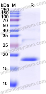 Recombinant HPV16 E7/Protein E7 Protein, N-His