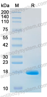 Recombinant CHIKV Capsid Protein, C-His