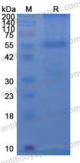 Recombinant CHIKV Spike glycoprotein E2 Protein, N-GST
