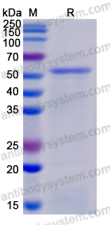 Recombinant VSV G protein/Glycoprotein G Protein, N-His