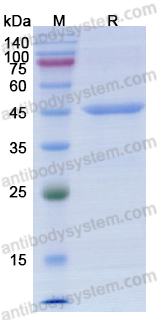 Recombinant ASFV I267L Protein, N-GST