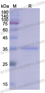 Recombinant ASFV F317L Protein, N-His