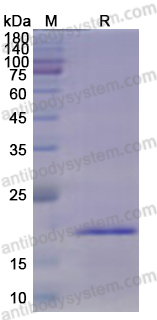 Recombinant CSFV N-Pro Protein, N-His