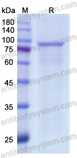 Recombinant CSFV NS5B Protein, N-His