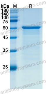 Recombinant CSFV NS5A Protein, N-His