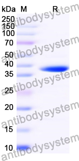 Recombinant CSFV glycoprotein E0/gp44/48 Protein, N-His-SUMO