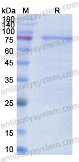 Recombinant ASFV F778R Protein, N-His