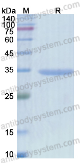 Recombinant ASFV B169L Protein, N-GST