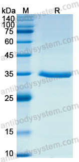 Recombinant ASFV I10L Protein, N-His