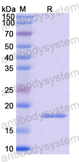 Recombinant ASFV I10L Protein, N-His