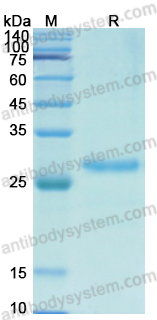 Recombinant ASFV 9GL/pB119L/P14 Protein, N-His-SUMO