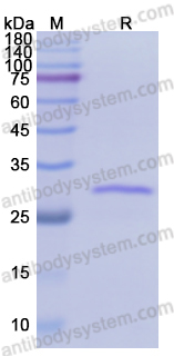 Recombinant ASFV B117L Protein, N-His