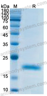 Recombinant ASFV EP84R Protein, N-His