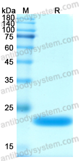 Recombinant ASFV EP84R Protein, N-His