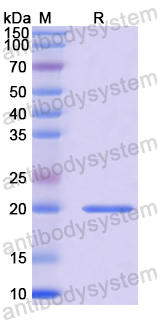 Recombinant ASFV I177L Protein, N-His