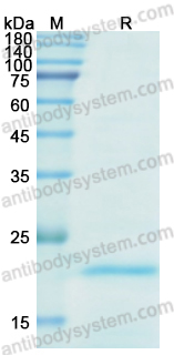 Recombinant ASFV K196R Protein, N-His