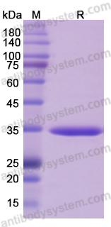 Recombinant HBcAg/HBV Capsid Protein, N-His-SUMO