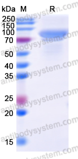 Recombinant HPV18 L1/Major capsid protein L1 Protein, N-GST & C-His