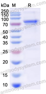 Recombinant HPV18 L1/Major capsid protein L1 Protein, N-GST & C-His