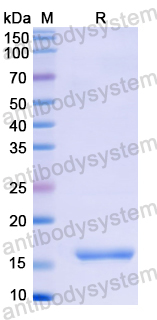 Recombinant Hepatitis E virus genotype 1/HEV-1 ORF2 Protein, N-His