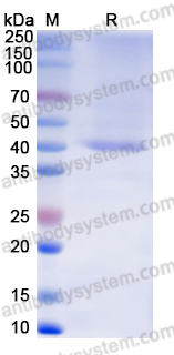 Recombinant Monkeypox virus/MPXV B2R/Hemagglutinin Protein, N-His