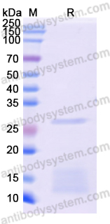 Recombinant Monkeypox virus/MPXV H3L Protein, N-His