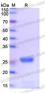 Recombinant Monkeypox virus/MPXV D14L Protein, N-His