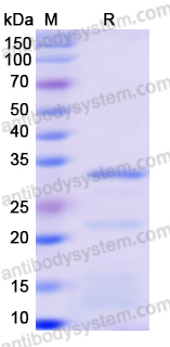 Recombinant Monkeypox virus/MPXV A14L Protein, N-GST & C-His