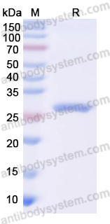 Recombinant VACV D8L Protein, N-His