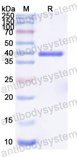 Recombinant VACV A33R Protein, N-GST & C-His