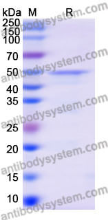Recombinant MERS-CoV N/Nucleoprotein Protein, N-His