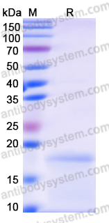 Recombinant BVDV Glycoprotein E2 Protein, N-His