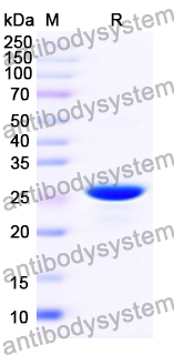 Recombinant BVDV Glycoprotein E2 Protein, N-His