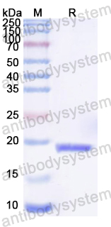 Recombinant BVDV NS3/p80 Protein, N-His