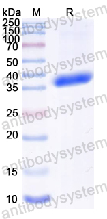 Recombinant BVDV NS2/p54 Protein, N-GST & C-His