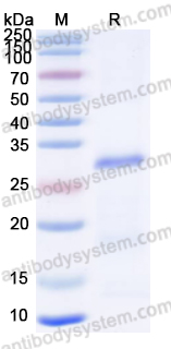 Recombinant BVDV E(rns)/gp44/48 Protein, N-His