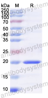 Recombinant BVDV Glycoprotein E1/gp33 Protein, N-His