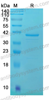 Recombinant BVDV-2 Glycoprotein E2 Protein, N-His