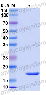 Recombinant EBV/HHV4 EBNA1/BKRF1 Protein, N-His