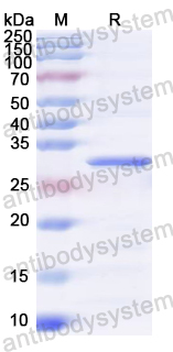 Recombinant VACV B5R Protein, N-His