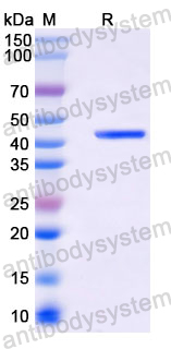 Recombinant DENV-2 NS1/Non-structural protein 1 Protein, N-His
