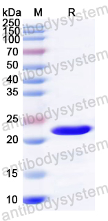 Recombinant PCV2 Cap/Capsid protein Protein, C-His