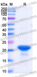 Recombinant ASFV p54/pE183L Protein, N-His