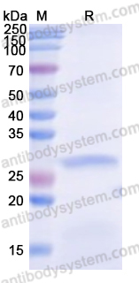 Recombinant Monkeypox virus/MPXV B21R Protein, N-His