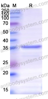 Recombinant Monkeypox virus/MPXV I1L Protein, N-His