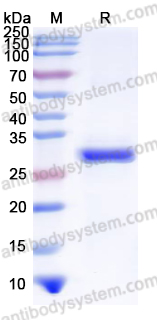 Recombinant FMDV Capsid protein VP1 Protein, N-His