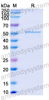 Recombinant Nipah virus/NiV Protein N/Nucleoprotein Protein, N-His-SUMO & C-Strep