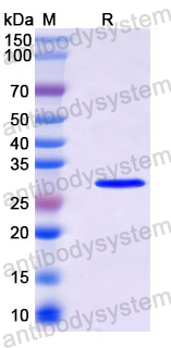 Recombinant AAV-2 VP1/Capsid protein VP1 Protein, N-His