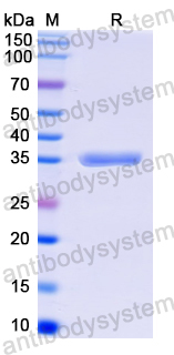 Recombinant MPOX A5L Protein, N-GST & C-His